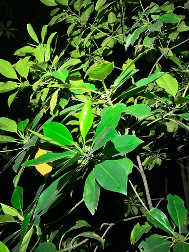 Bruguiera cylindrica, photograph 3