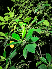 Bruguiera cylindrica, photograph (c) Cara-Lisa Schloots, some rights reserved (CC BY)