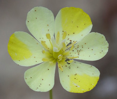 Hesperomecon linearis