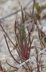Hesperomecon linearis