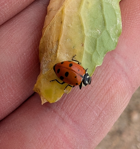 Convergent Lady Beetle photographed in Kansas