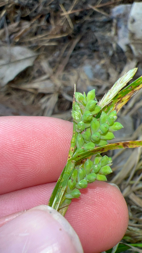 Carex blanda, photograph 6