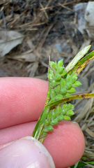 Carex blanda, photograph (c) Zeke Blankenship, some rights reserved (CC BY)