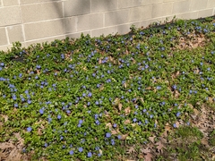 Magnoliopsida