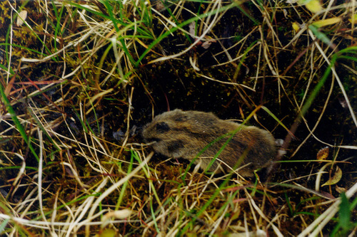 West Siberian Brown Lemming