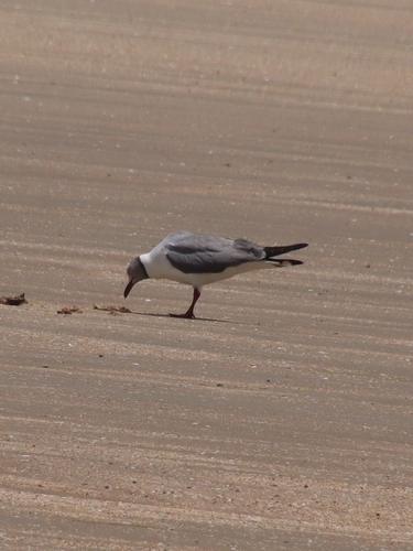 iNaturalist image