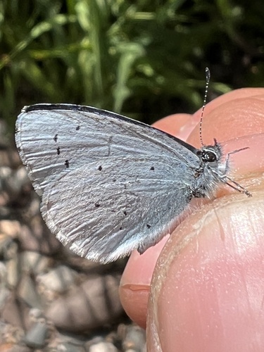 Holly Blue