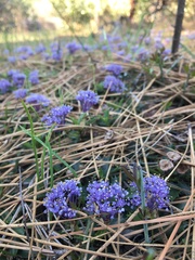 Ceanothus prostratus prostratus