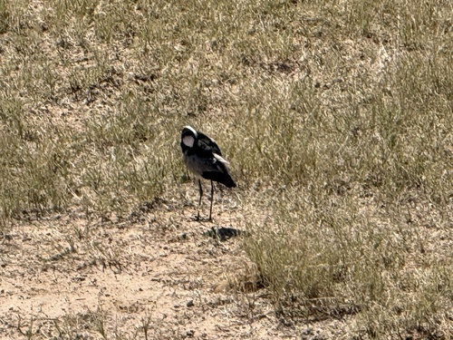iNaturalist image