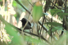 Myrmoborus myotherinus