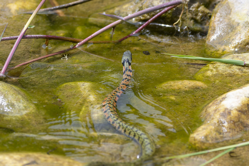 Chinese Tiger Keelback