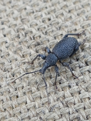 Otiorhynchus armatus