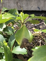 Volutella pachysandrae