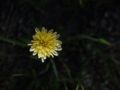 Microseris douglasii