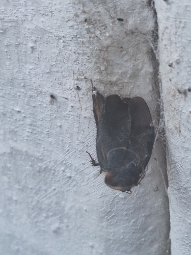 Egyptian Cockroach