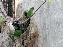 Brotogeris chrysoptera