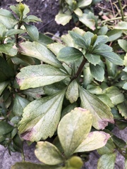 Volutella pachysandrae