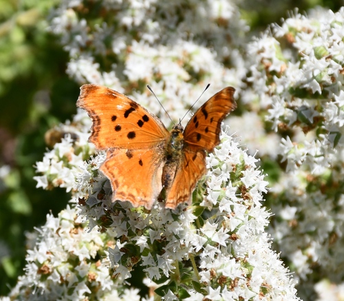 Southern Comma