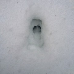 Odocoileus hemionus sitkensis