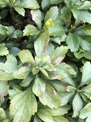 Volutella pachysandrae