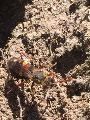 Nomada leucophthalma