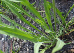 Microseris douglasii