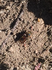 Nomada leucophthalma