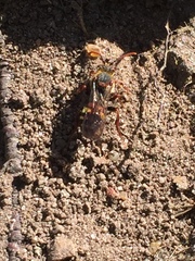 Nomada leucophthalma
