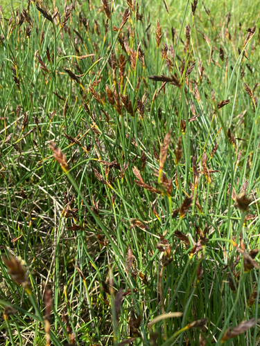 Blysmus rufus observed 2026-06-05
