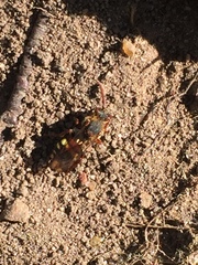Nomada leucophthalma