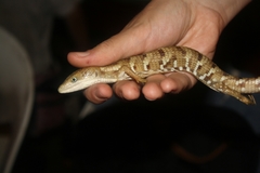 Gerrhonotus liocephalus