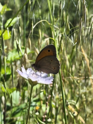 Meadow Brown