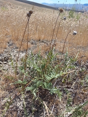 Balsamorhiza hookeri, photograph author not stated, no rights reserved