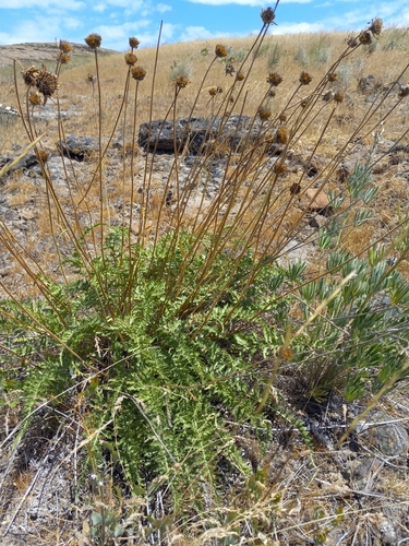 Balsamorhiza hookeri, photograph 3