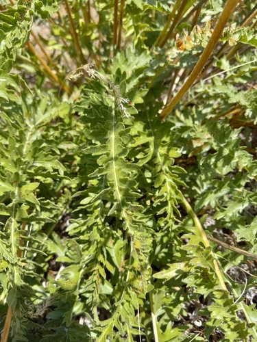 Balsamorhiza hookeri, photograph 4