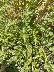 Balsamorhiza hookeri, photograph author not stated, no rights reserved