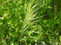 Bromus rigidus