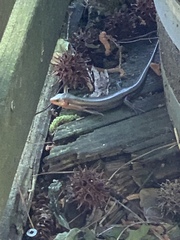 Plestiodon laticeps
