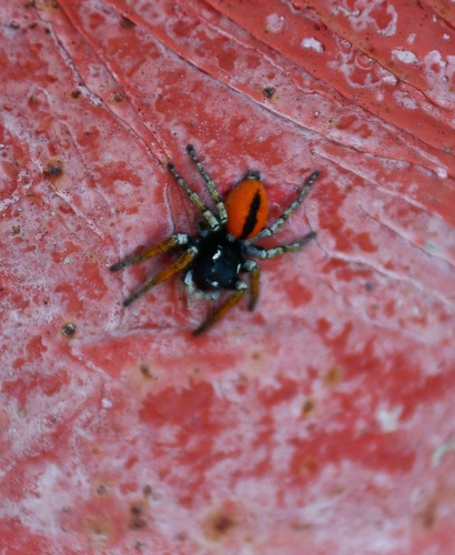 Red-bellied Jumping Spider
