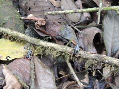 Epipedobates anthonyi