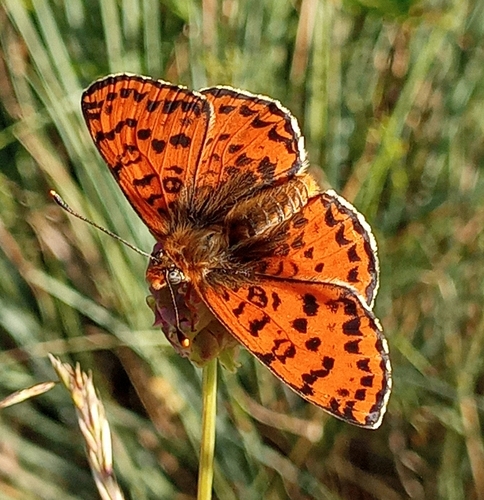 Spotted Fritillary