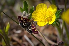 Pyrausta aurata