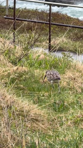 iNaturalist image