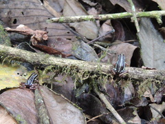 Epipedobates anthonyi