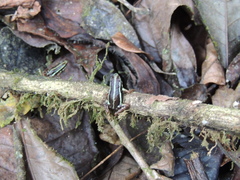 Epipedobates anthonyi