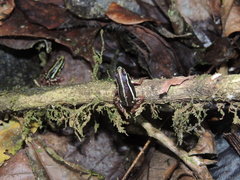 Epipedobates anthonyi