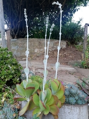 Kalanchoe luciae