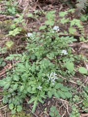 Cardamine flexuosa
