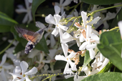 Macroglossum stellatarum