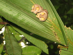 Mesophylla macconnelli